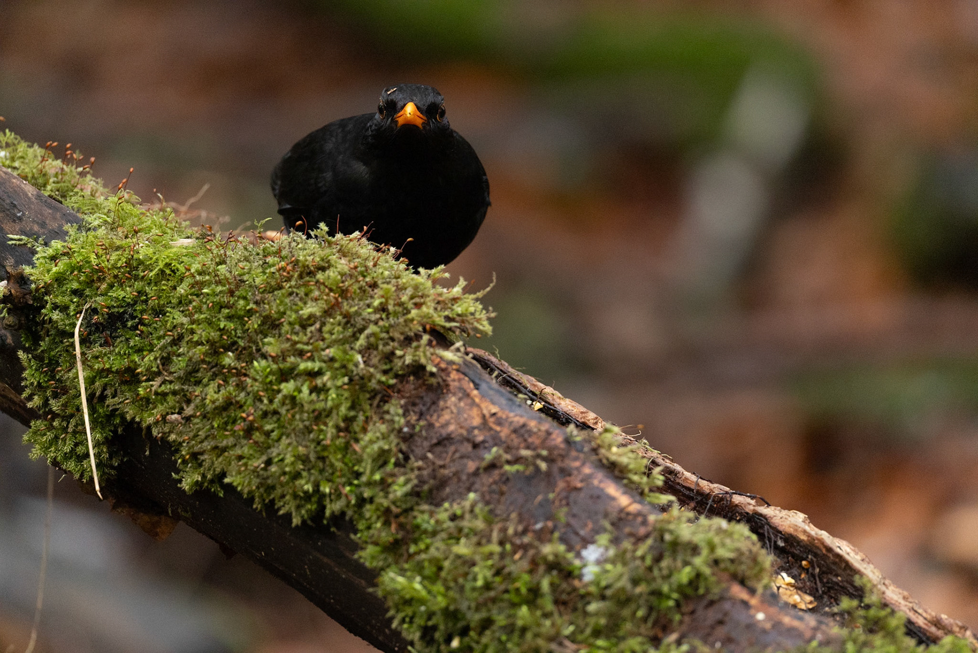 Blackbird