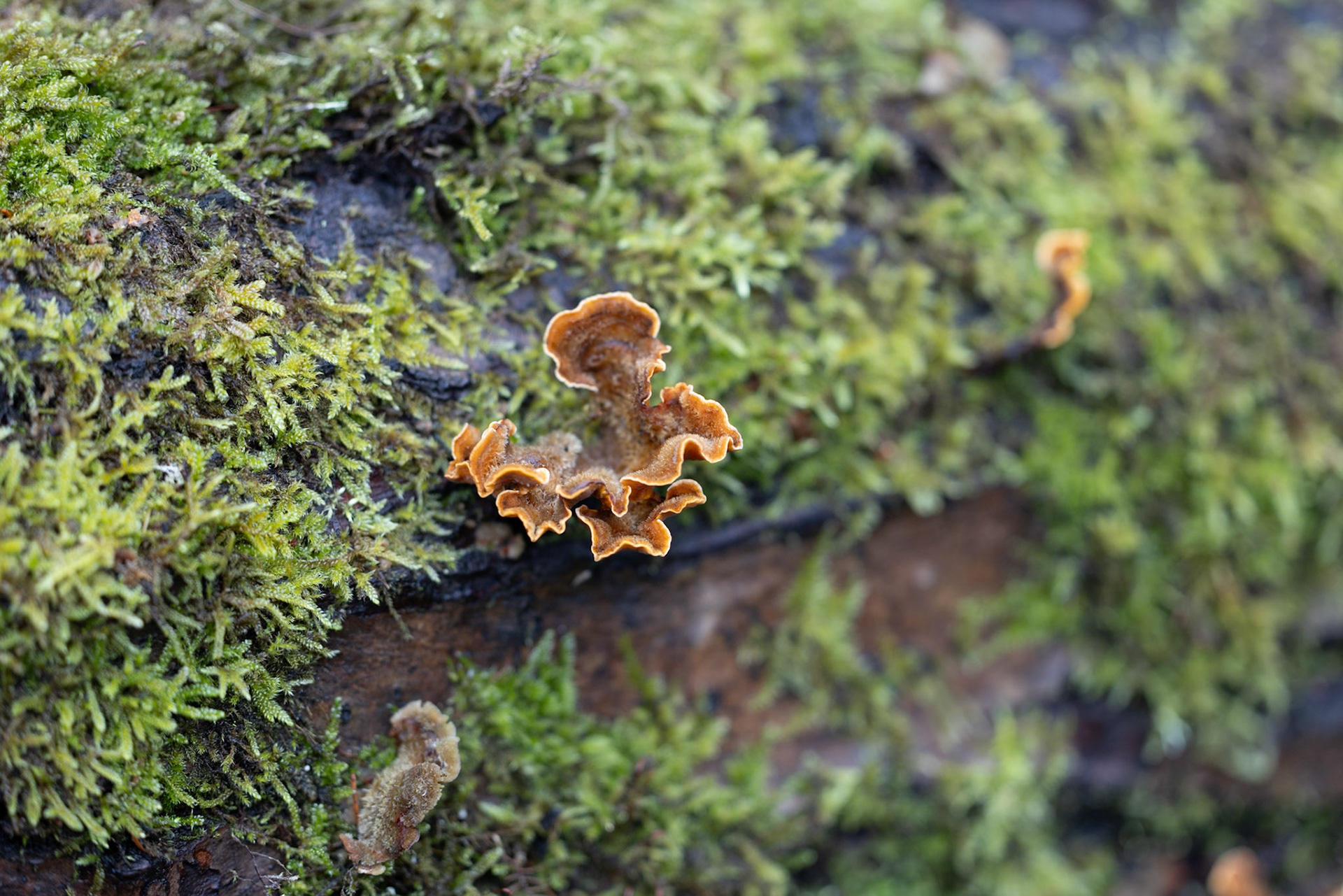 Hairy Curtain Crust