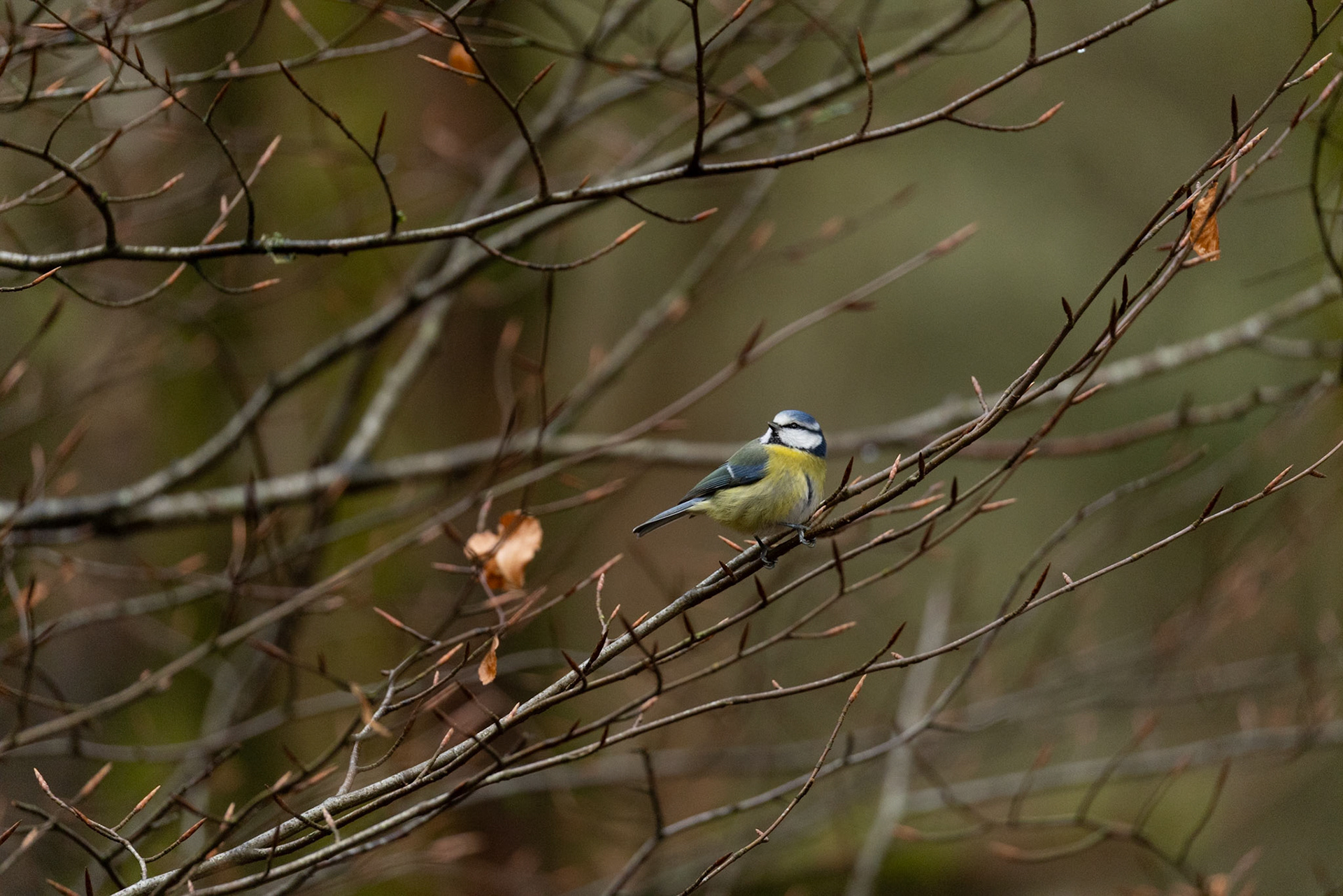 Blue Tit