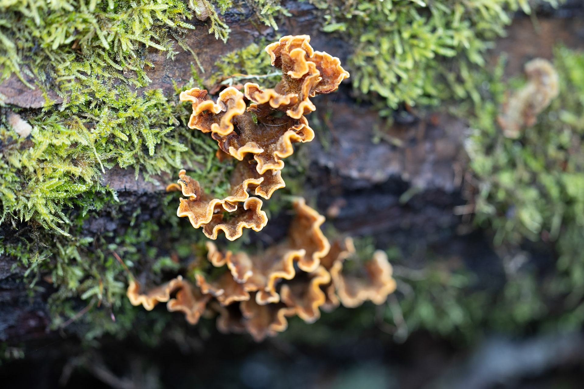 Hairy Curtain Crust