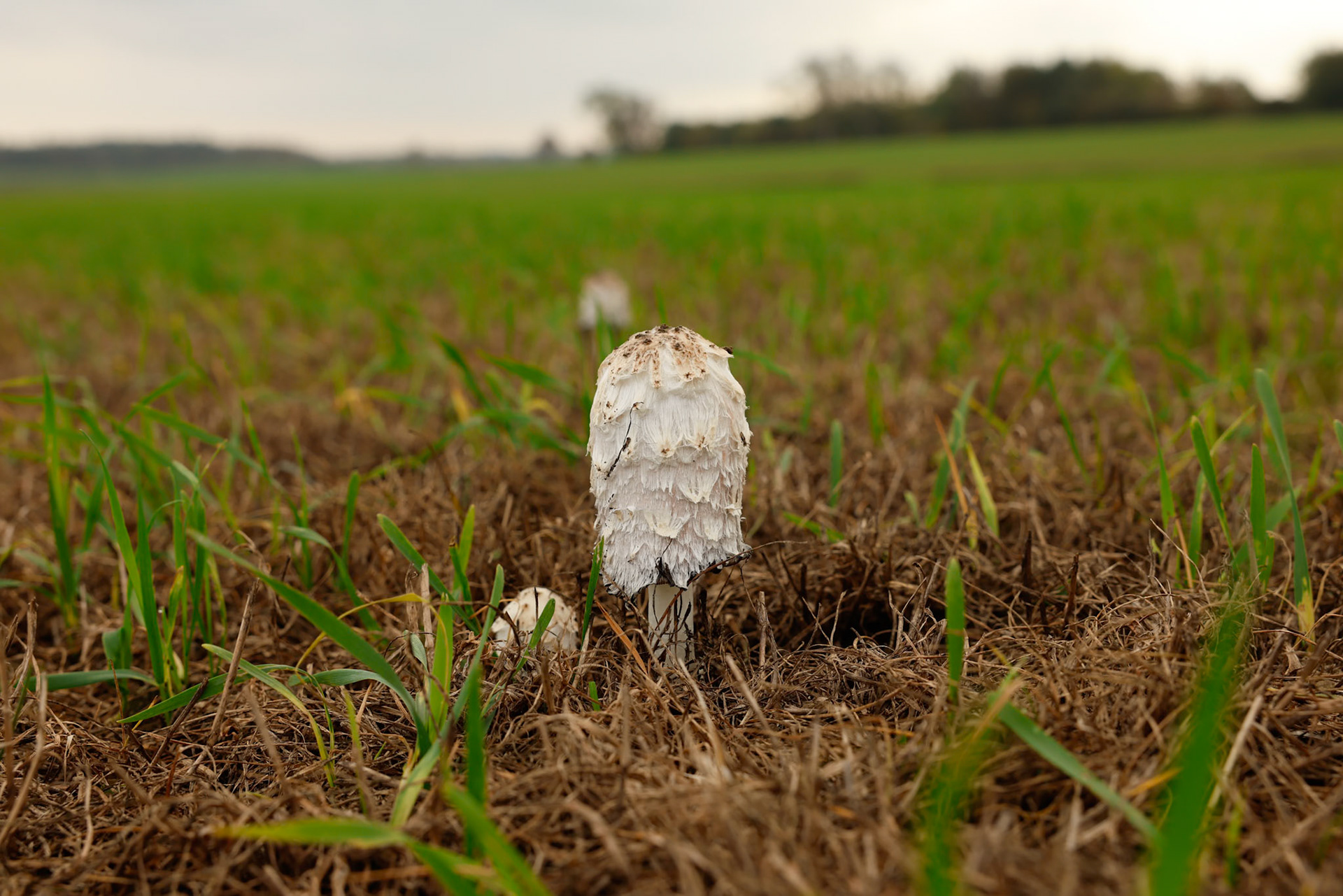 Shaggy Ink Cap
