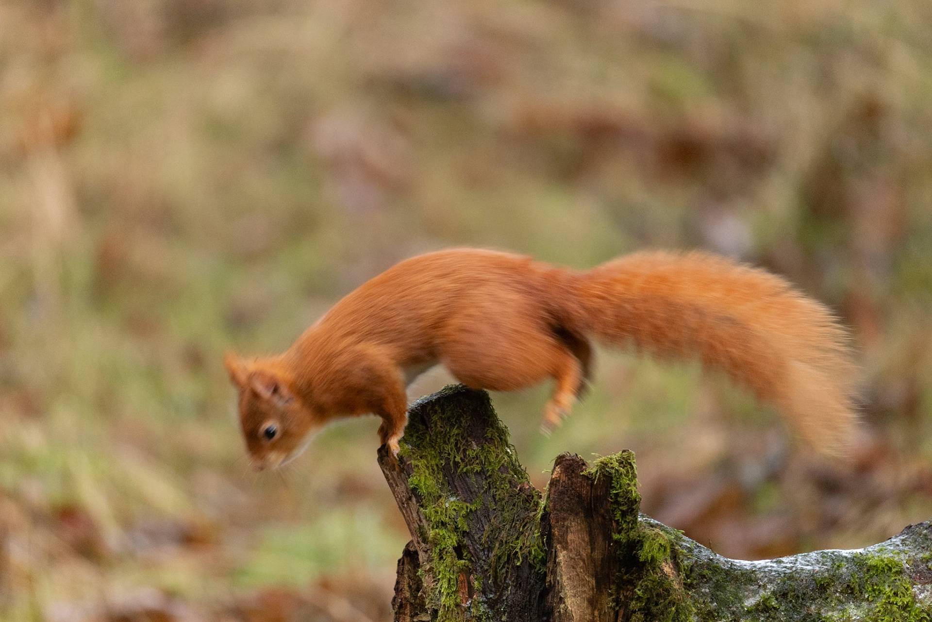 Red Squirrel