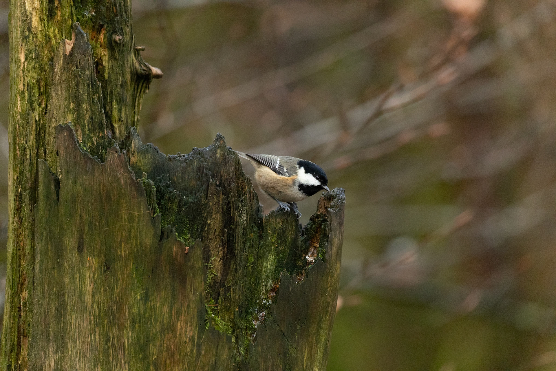 Coal Tit