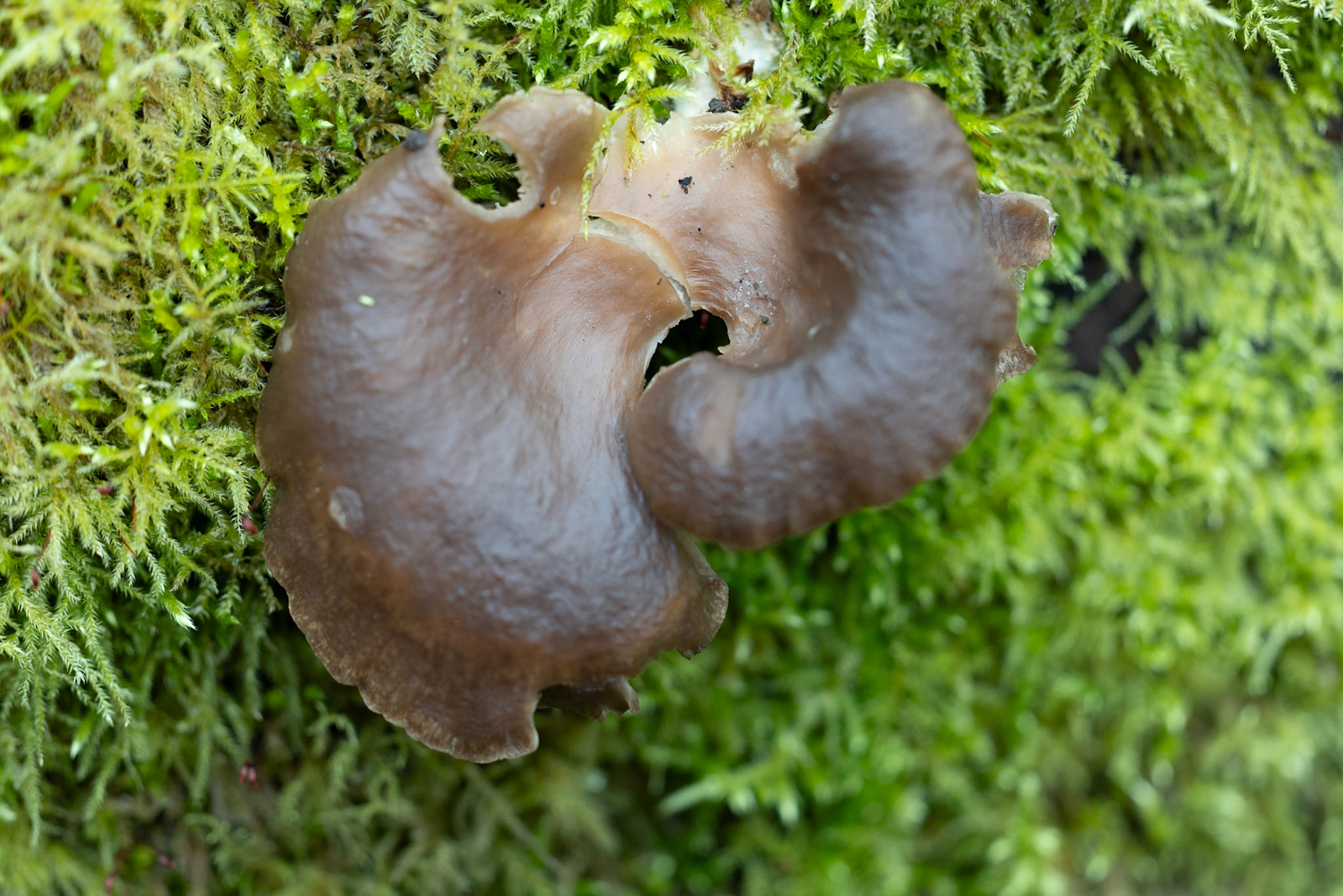Jelly Ear Fungus