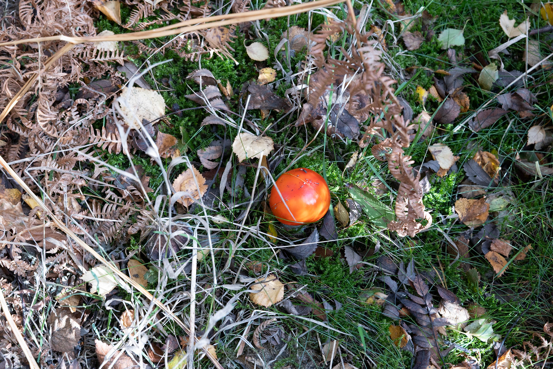 Fly agaric