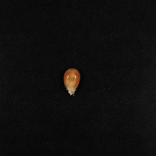 Stop Motion Animation 