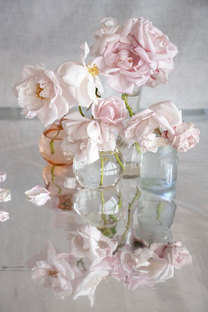 "Olivia's Roses" - 2025