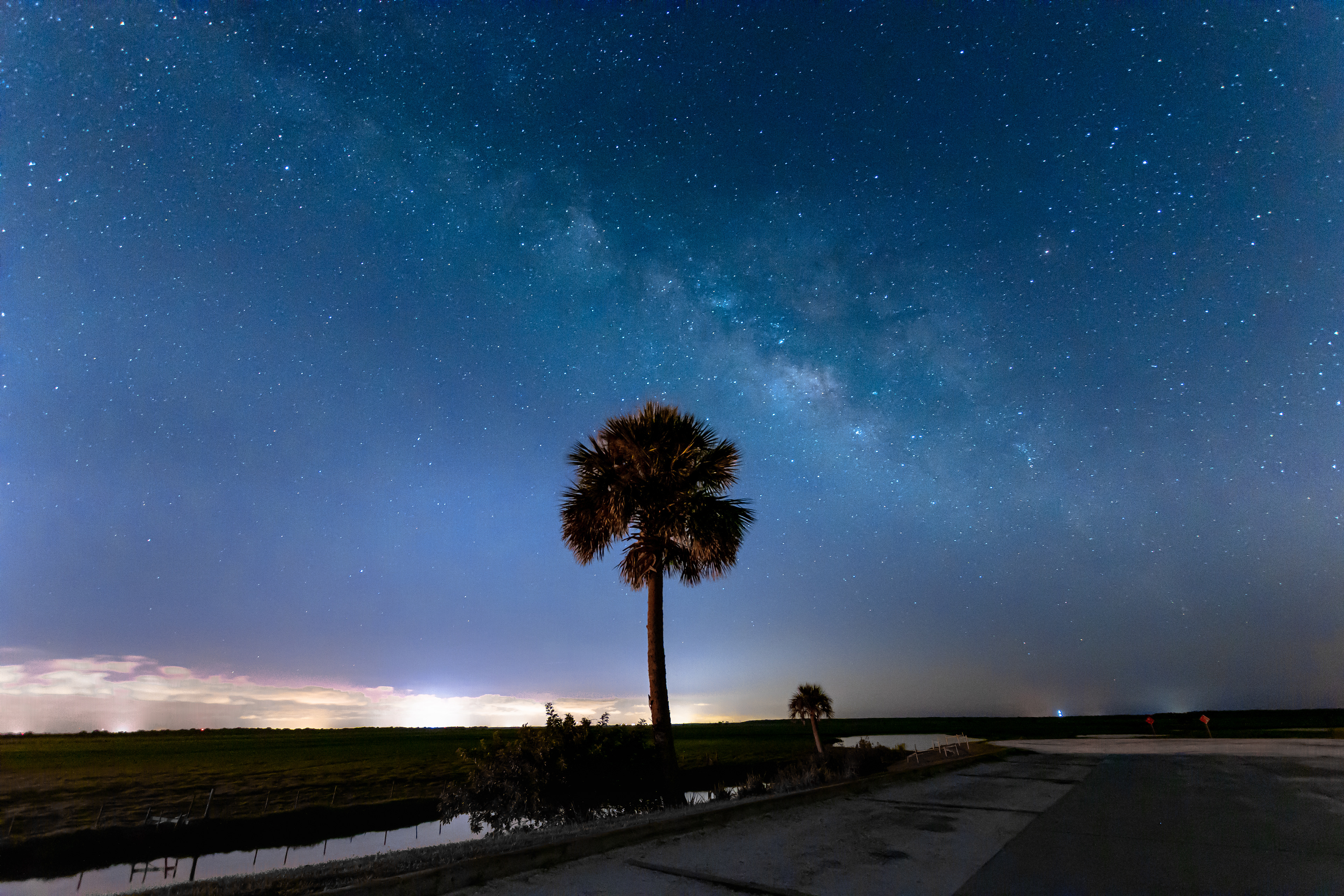 Milky Way Palm