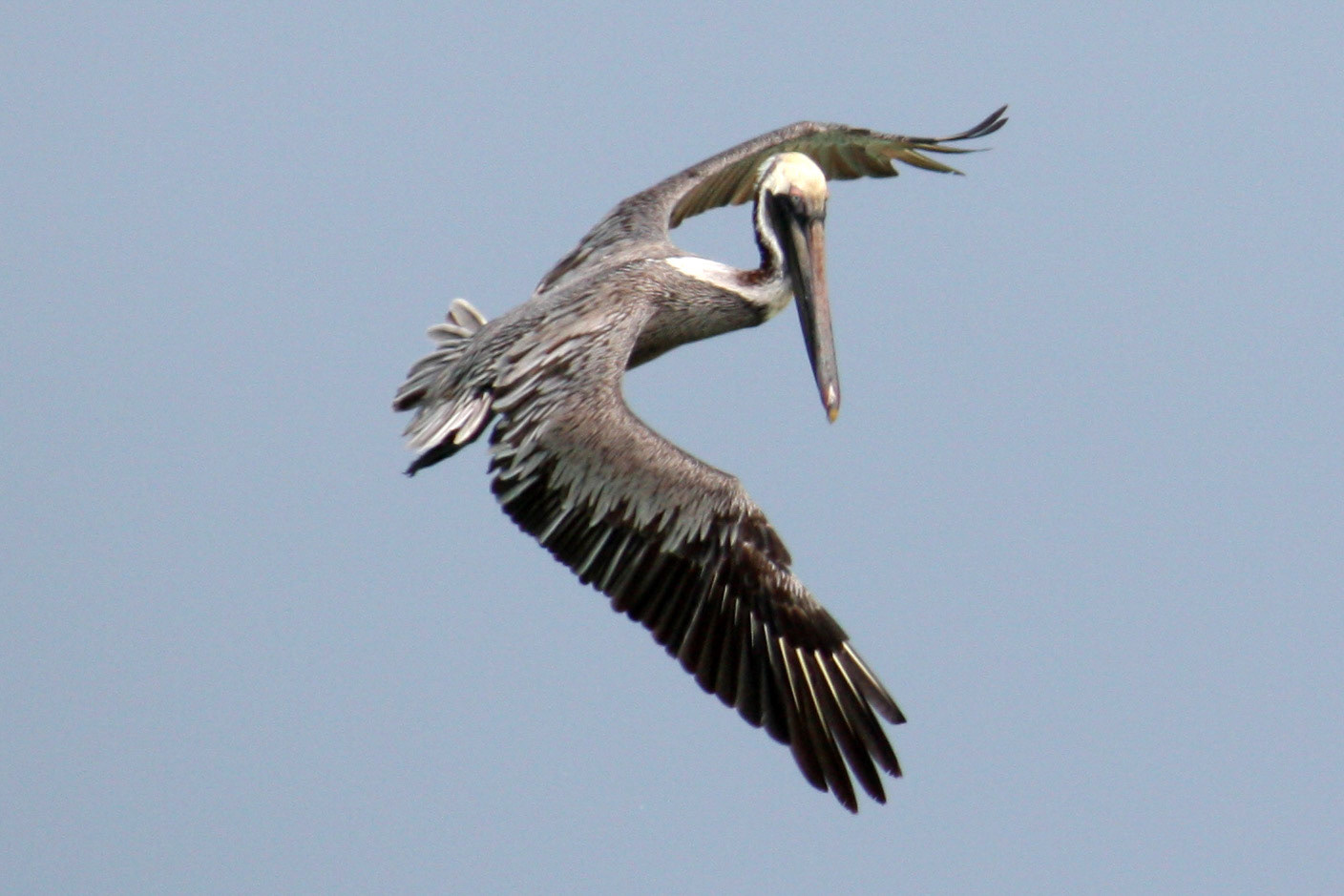 Pelican in flight