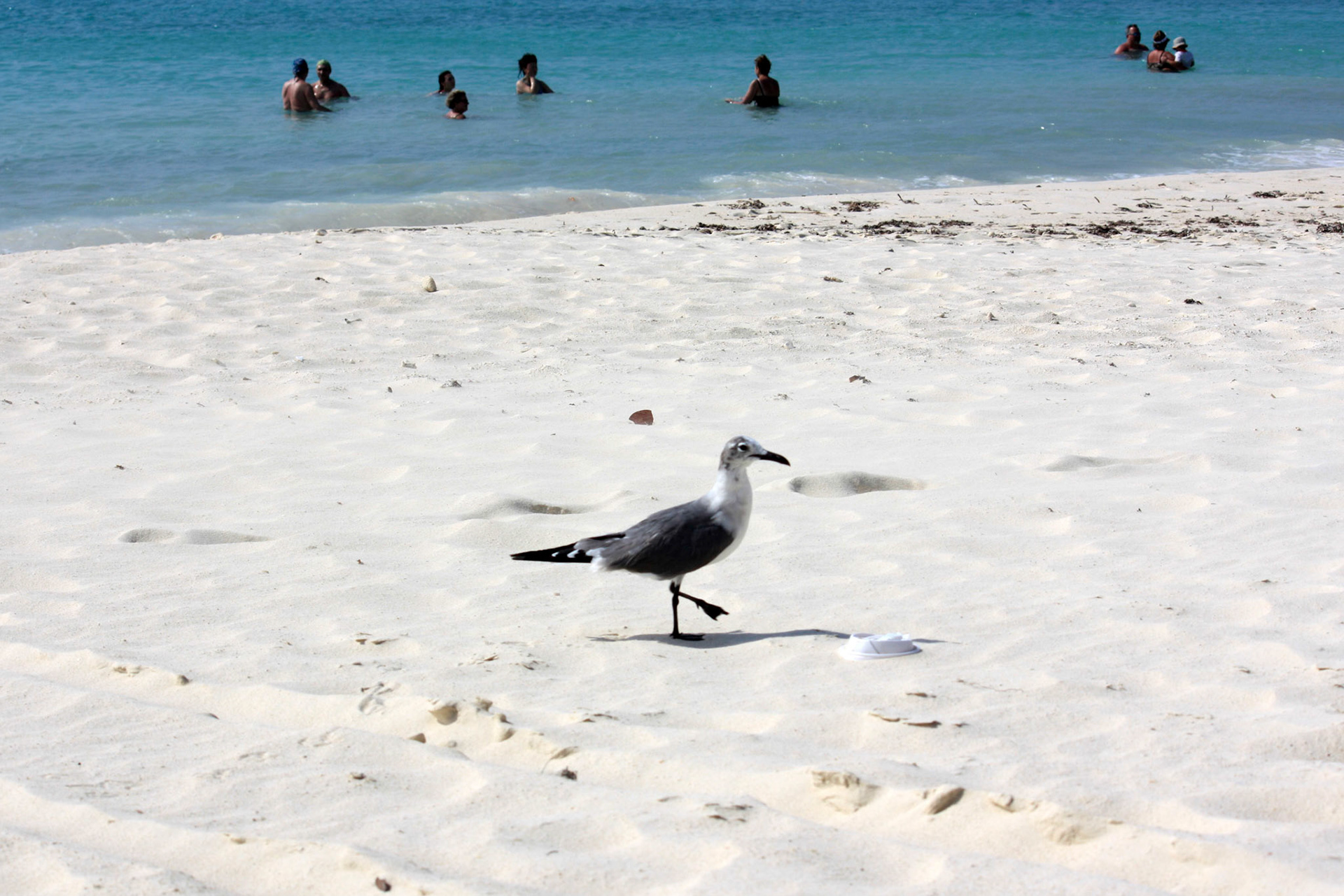 Seagull stolls along beach while people swim