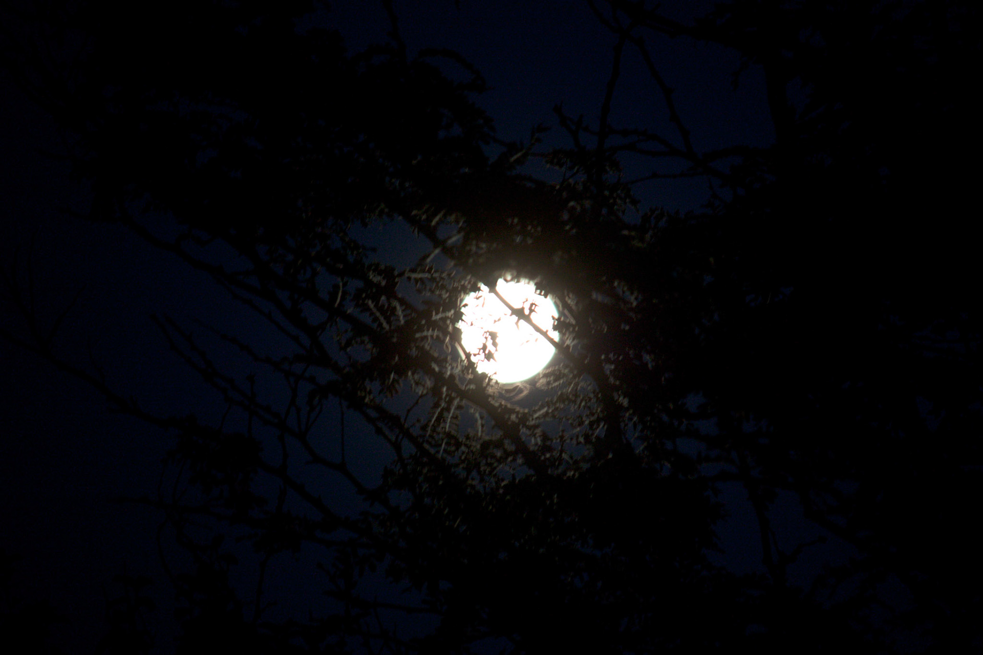 Moon Behind Tree