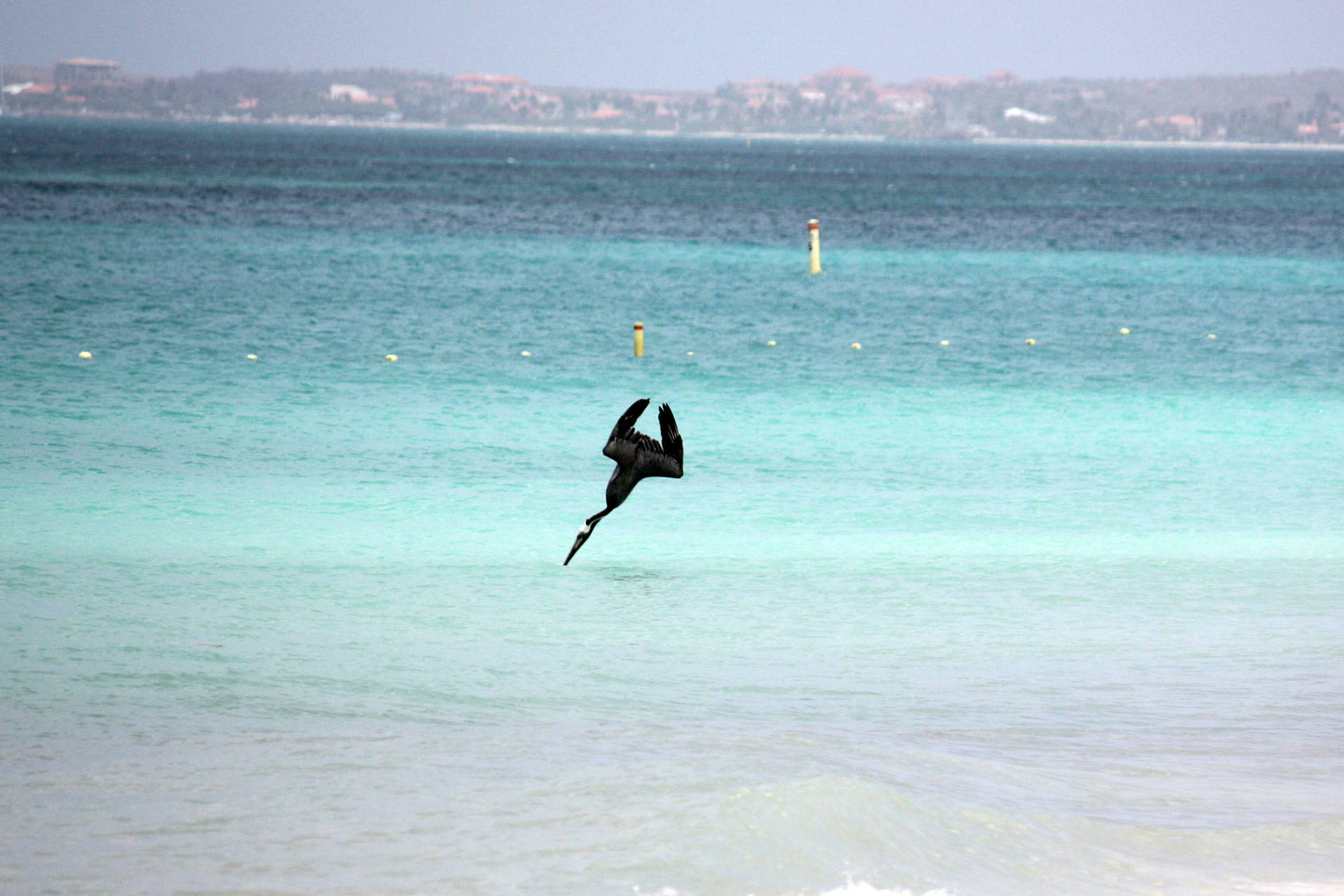 Pelican diving
