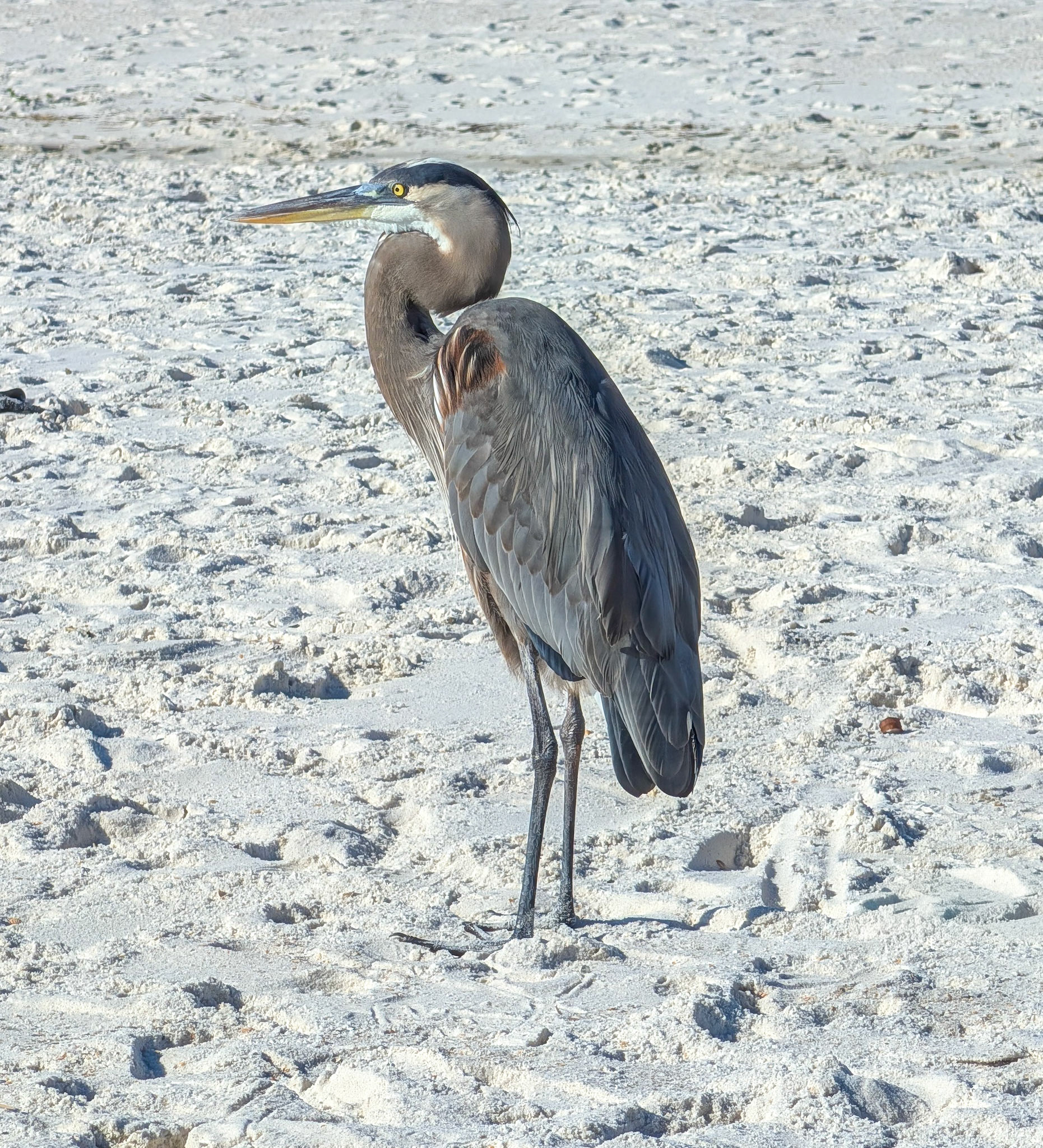 Blue Heron