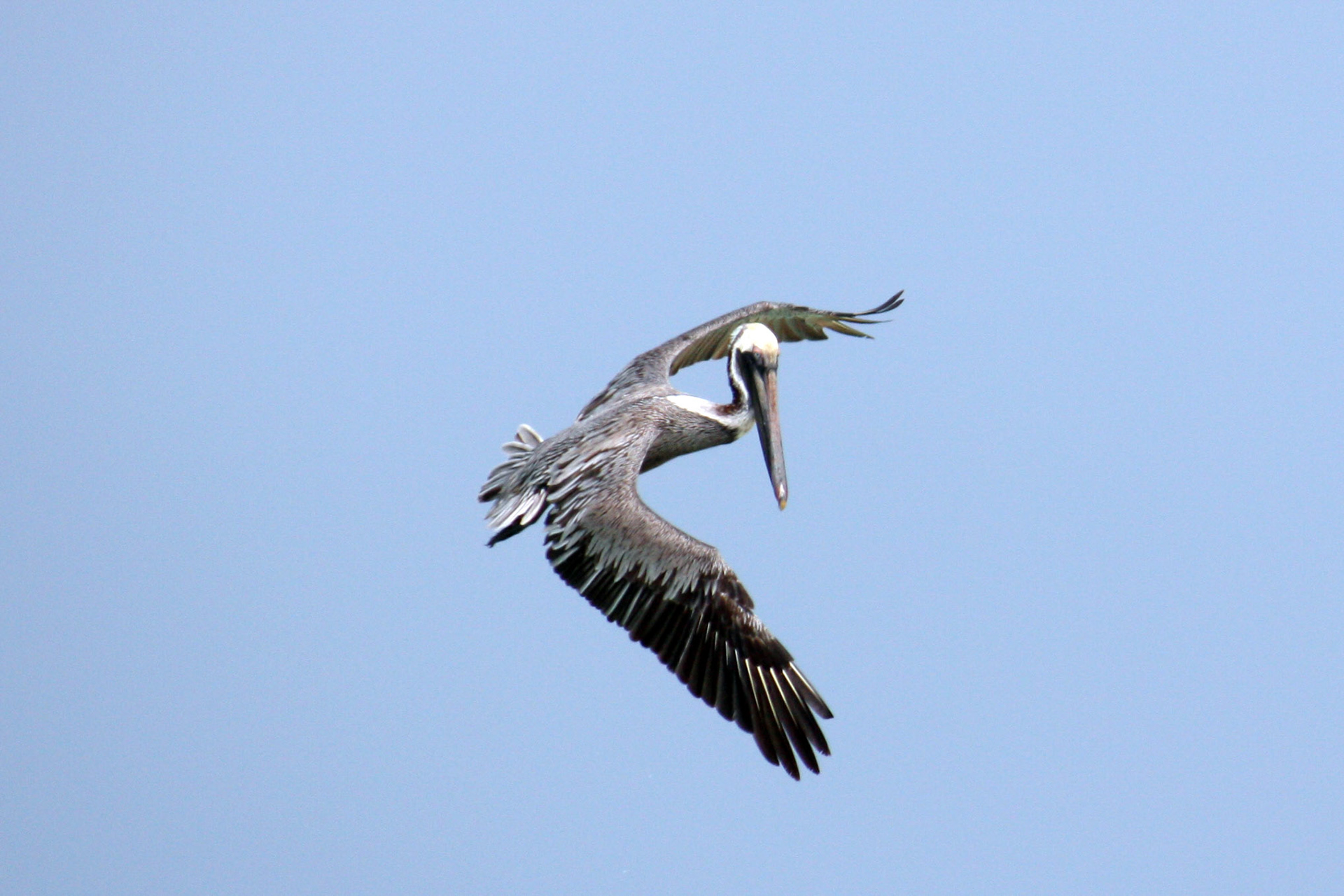 Pelican in flight