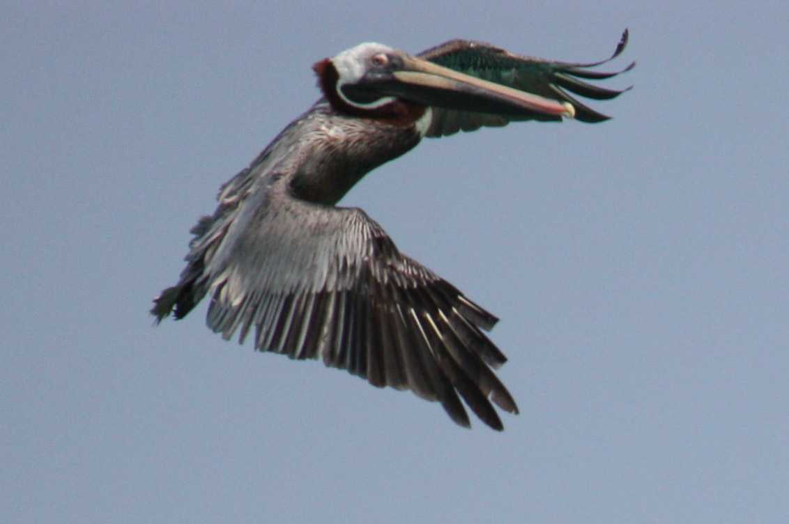 Pelican in flight
