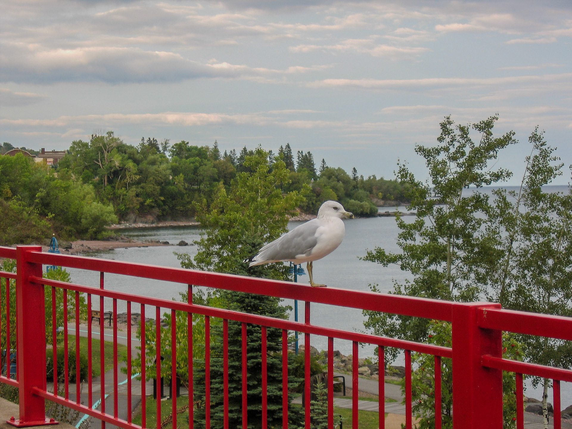 Seagull (Duluth, MN)