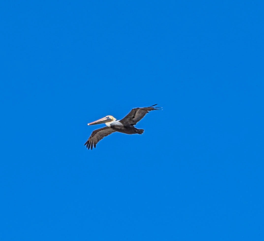 Pelican