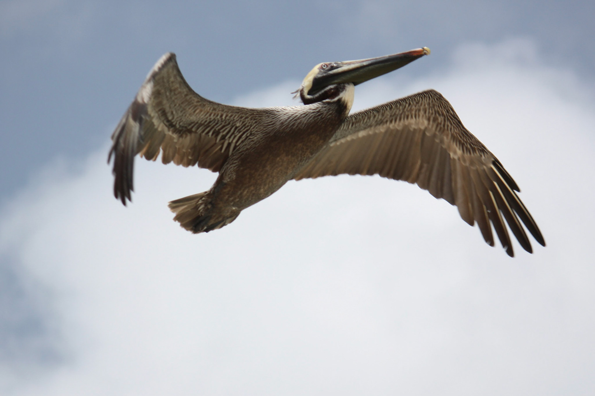 Pelican in flight