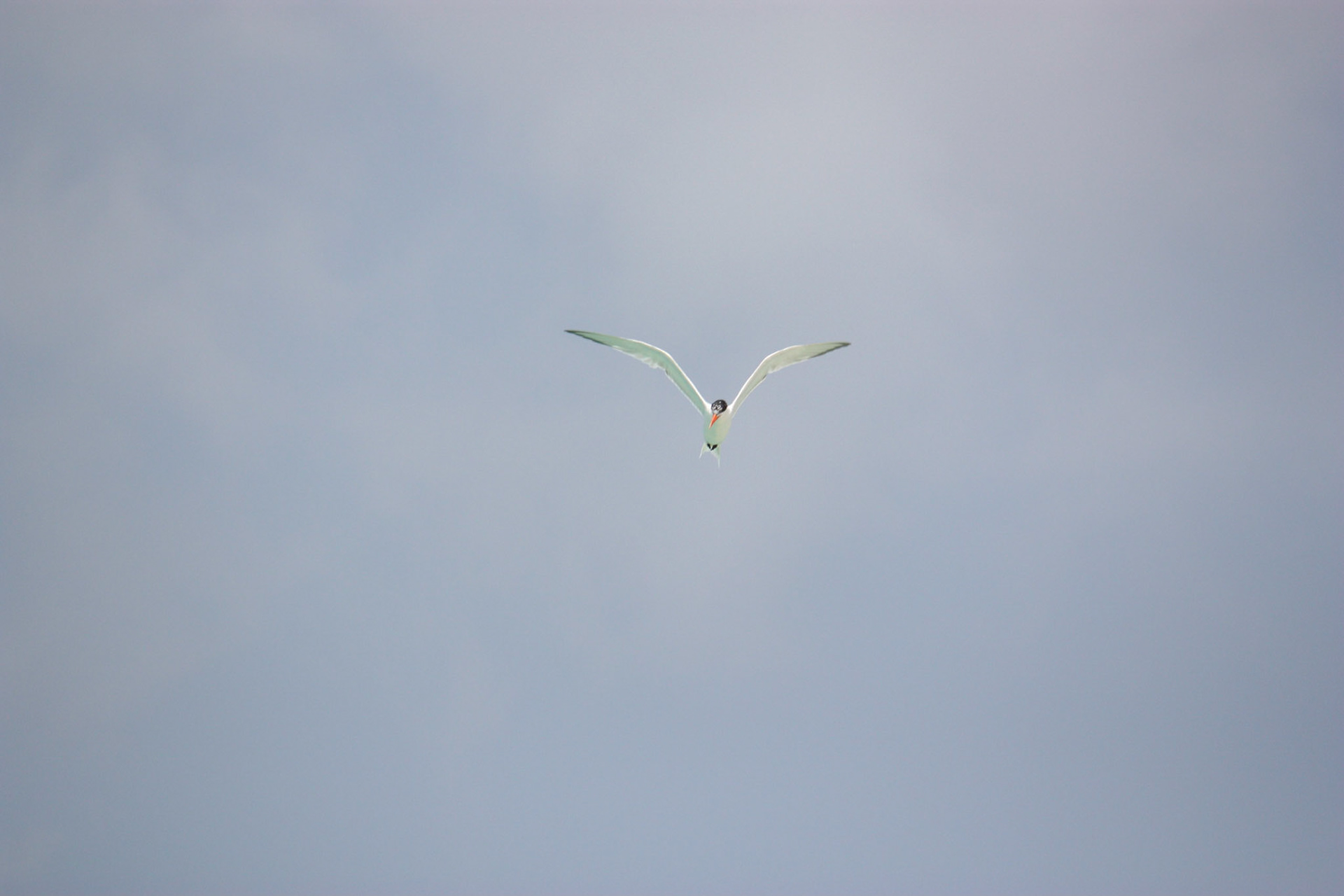 Seagull