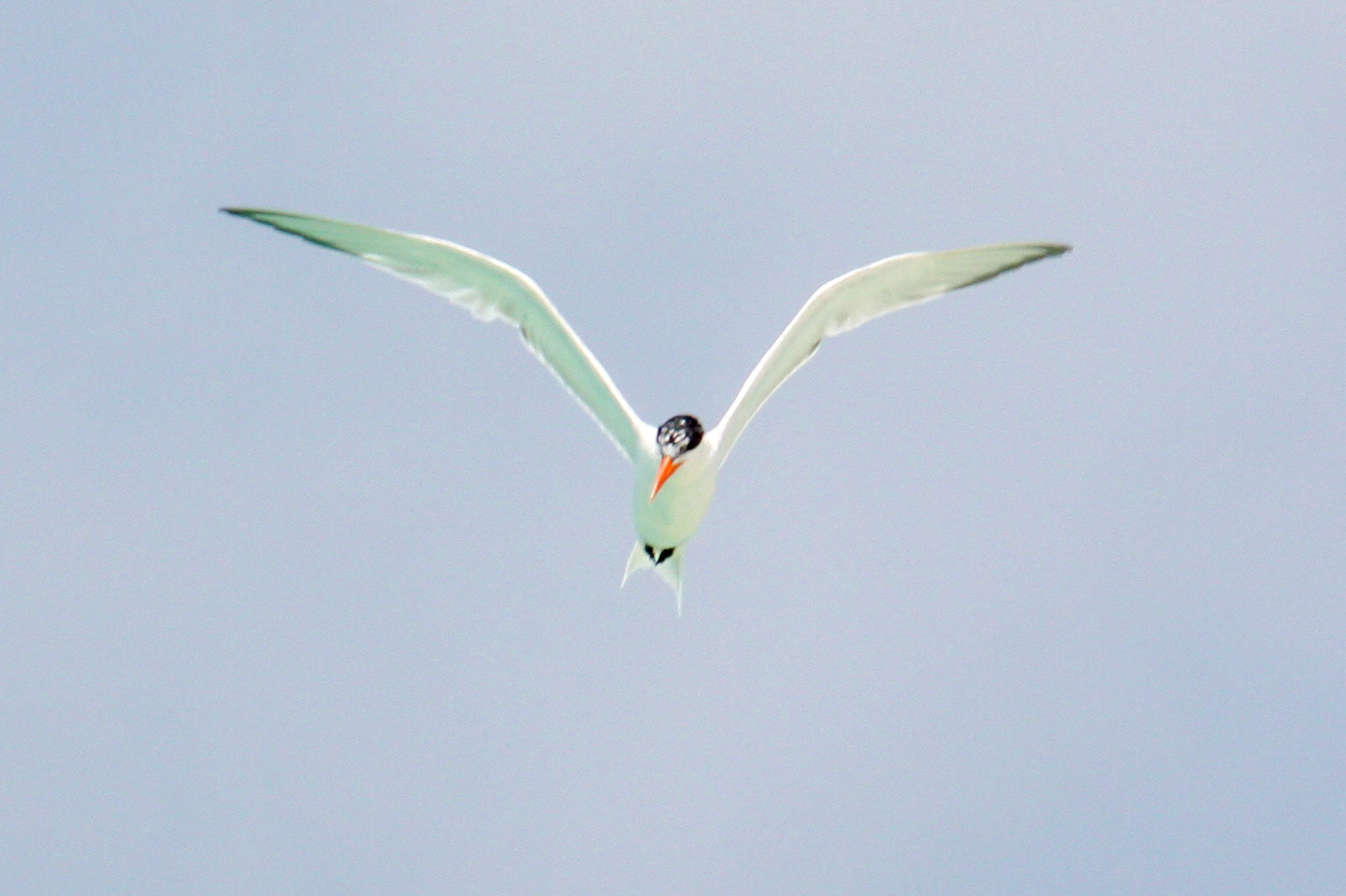 Seagull in flight