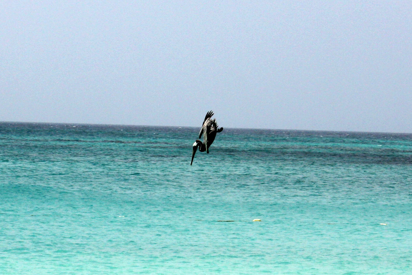 Pelican diving