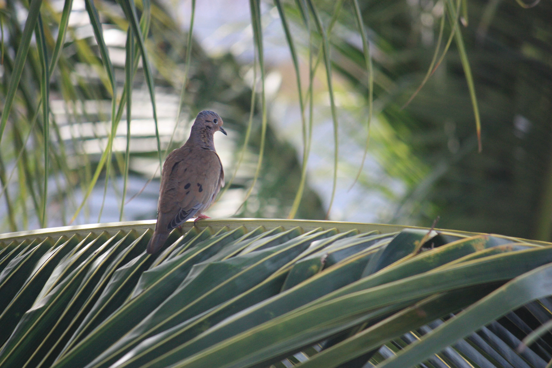 Bird in a palm tree