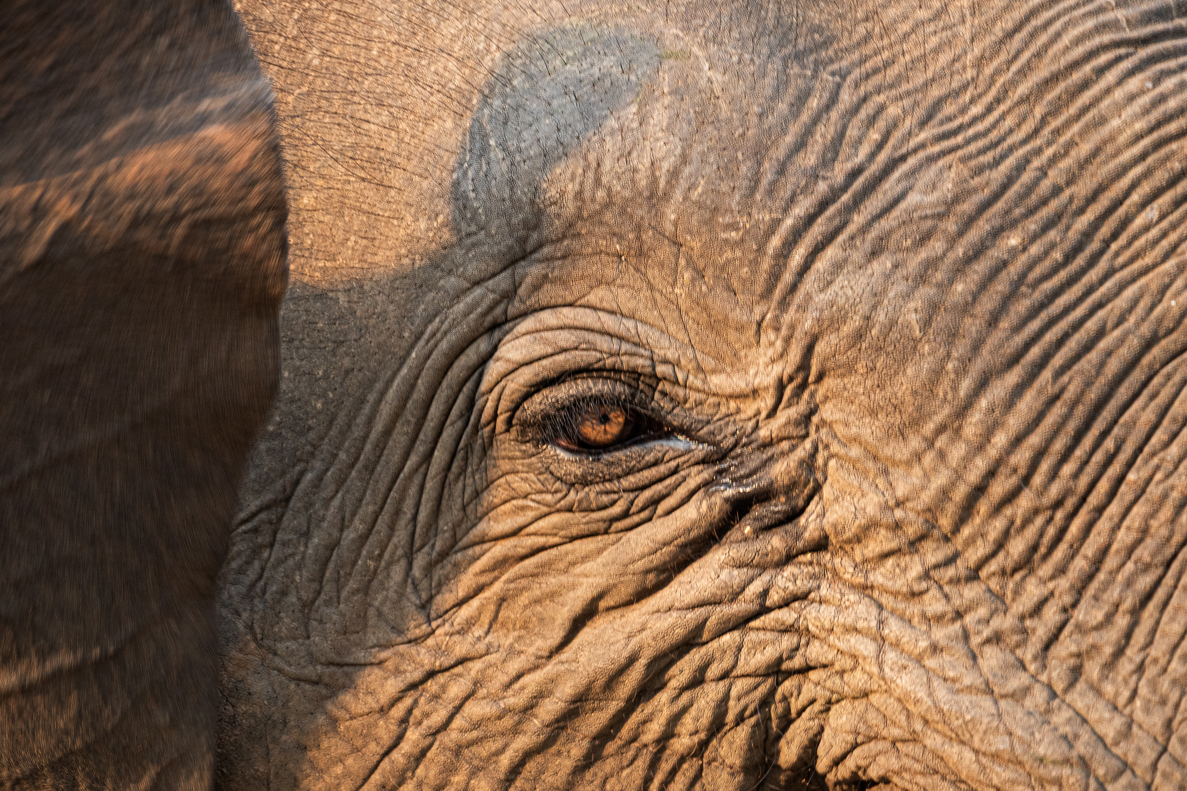 Santuario de elefantes, Chiang Mai, Tailandia