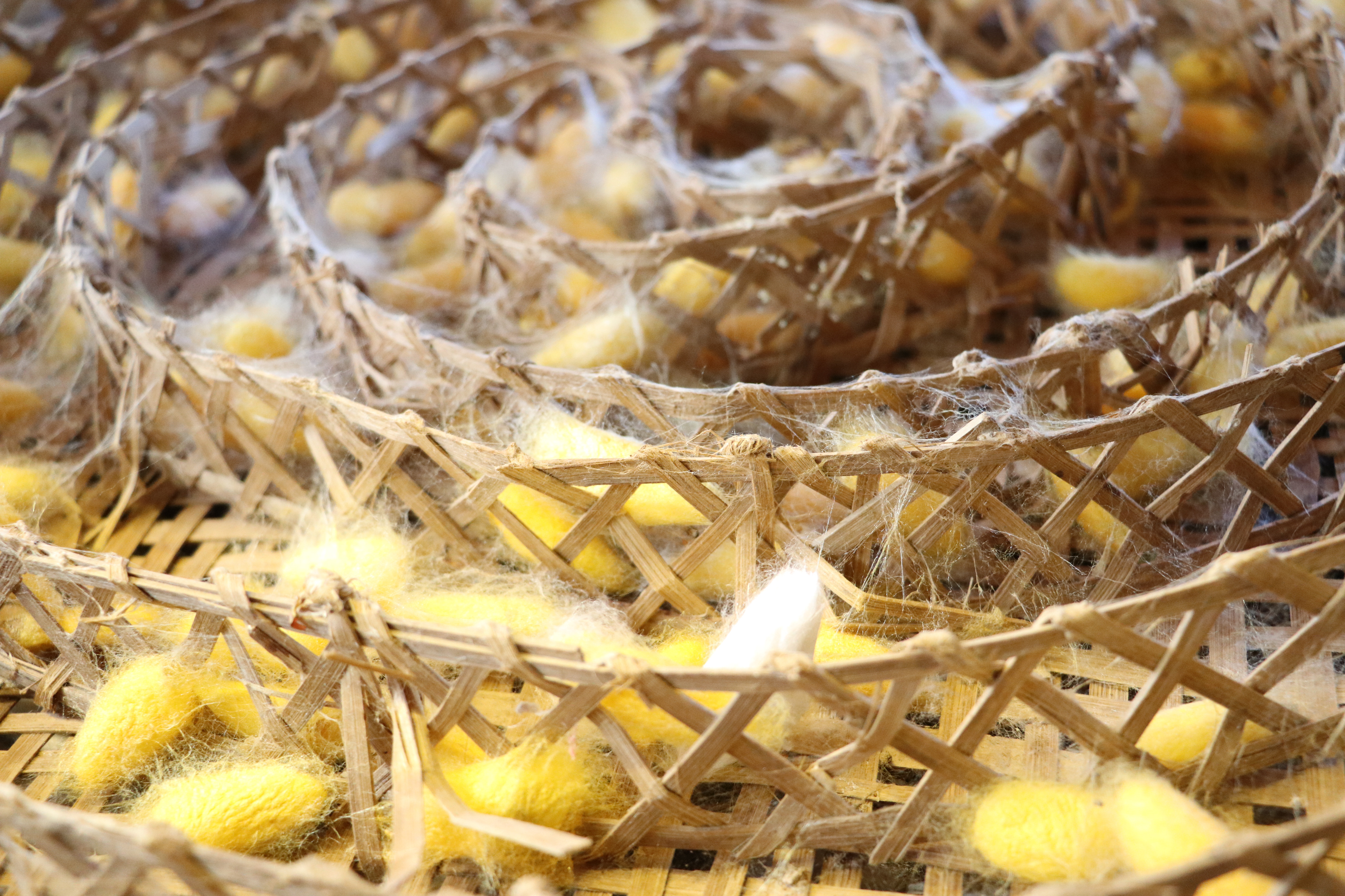 Capullos de gusanos de seda, usados en el proceso de sericultura, Khorat, Bangkok, Tailandia