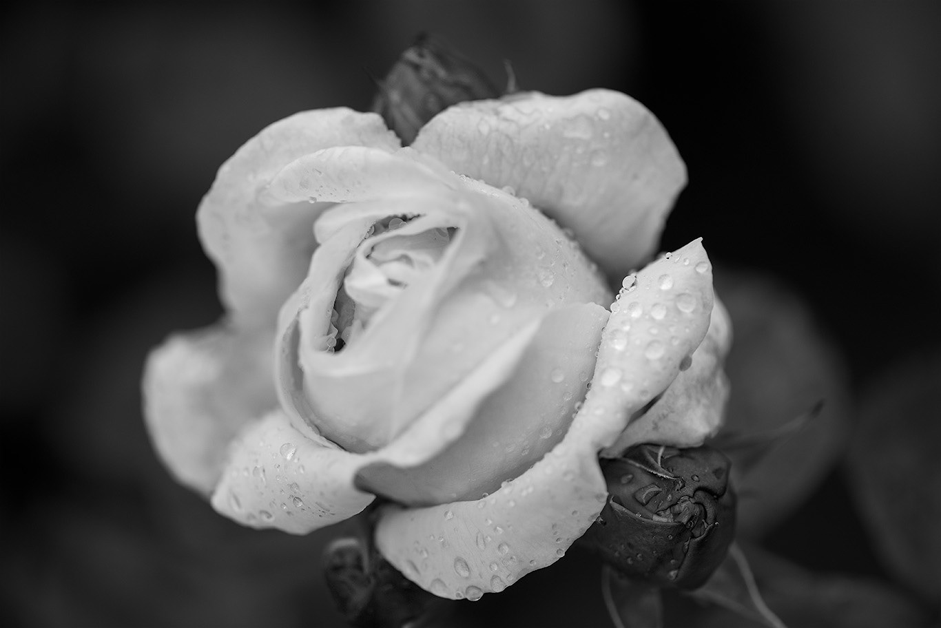 Sea Cliff Gardens Port Angeles WA