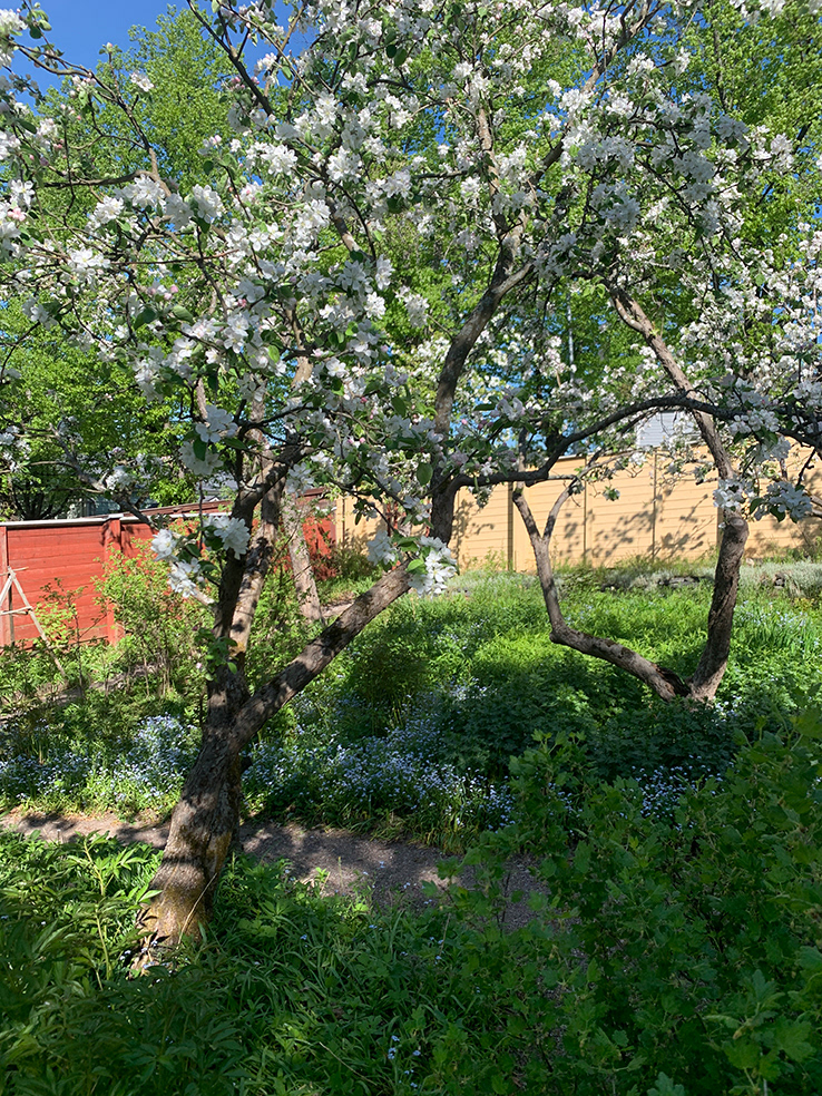 Apple tree blooming