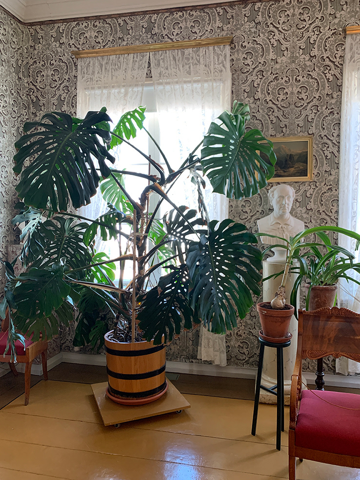 Monstera