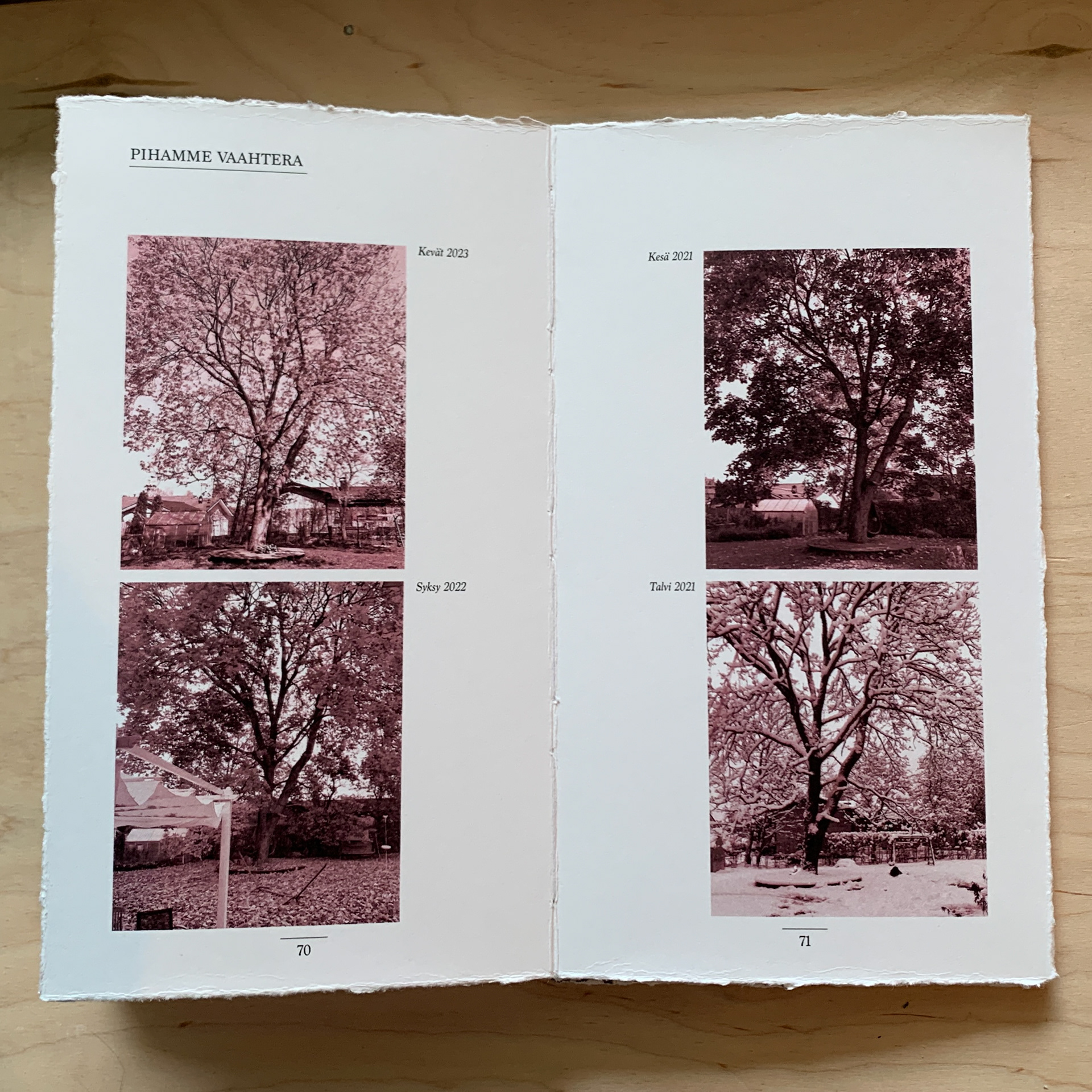 Our maple and the four seasons