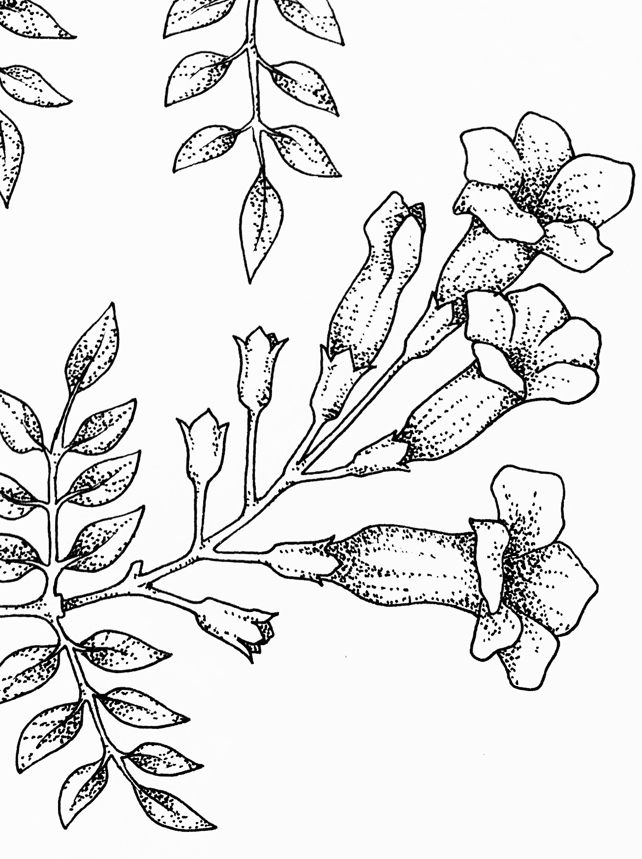 Vines and bees, illustration for tattoo, detail, 2023