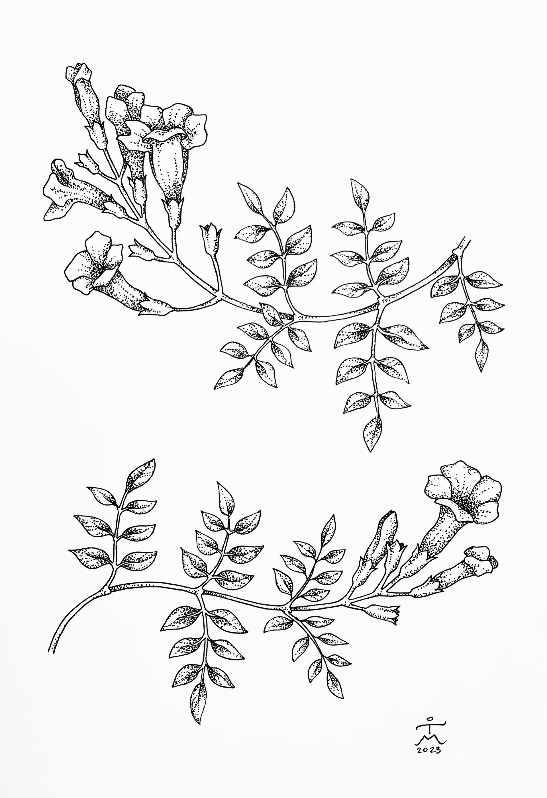 Vines and bees, illustration for tattoo, 2023