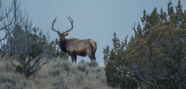 Elk - more racks behind the tree
