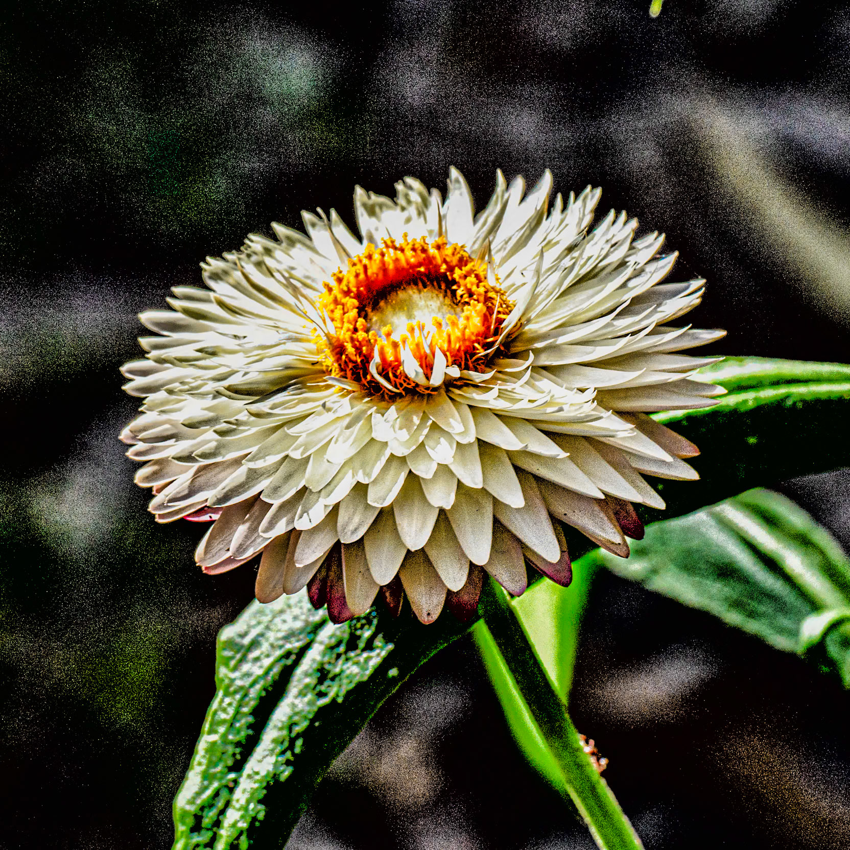 Kings Park, #1