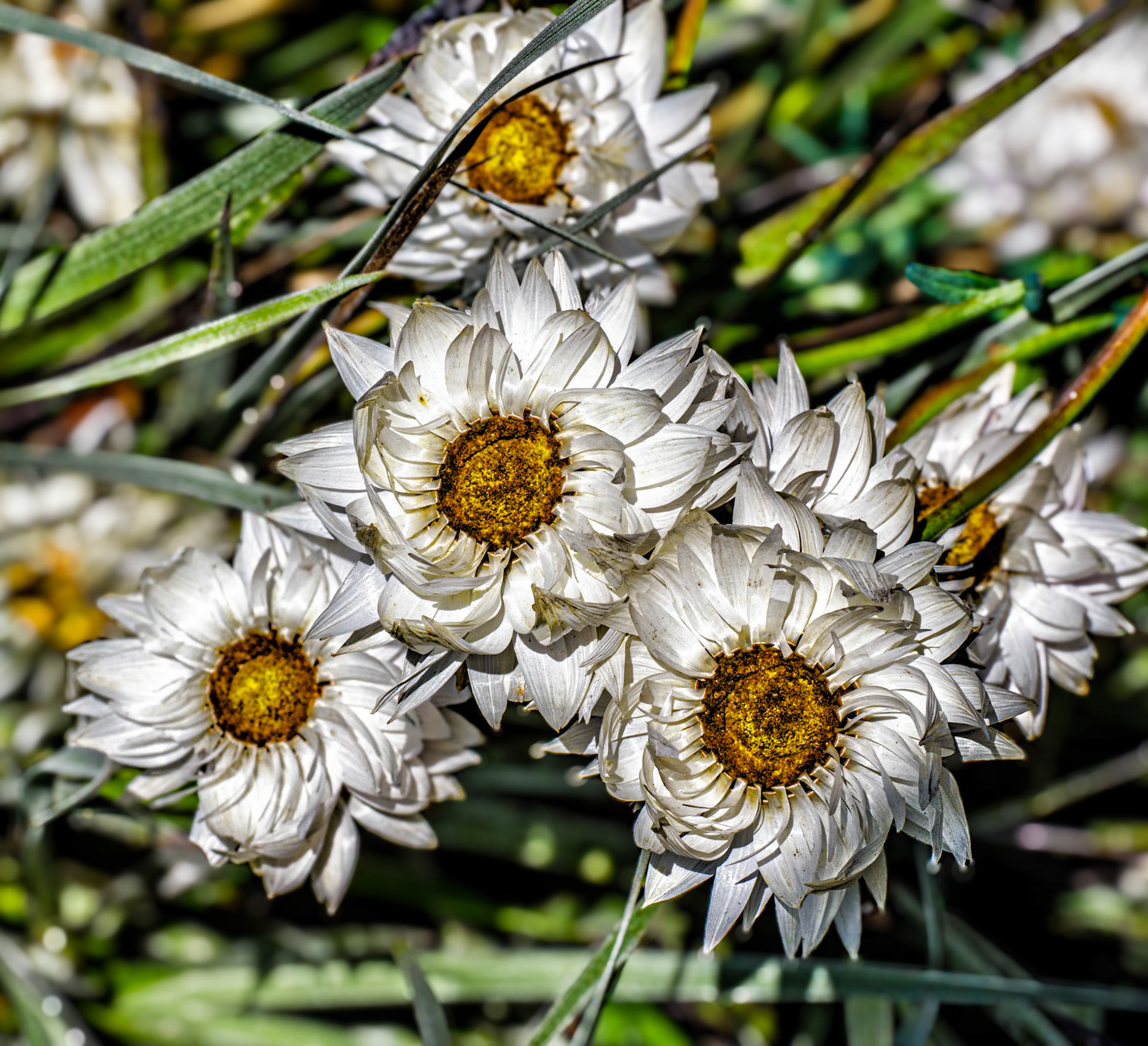 White Flowers