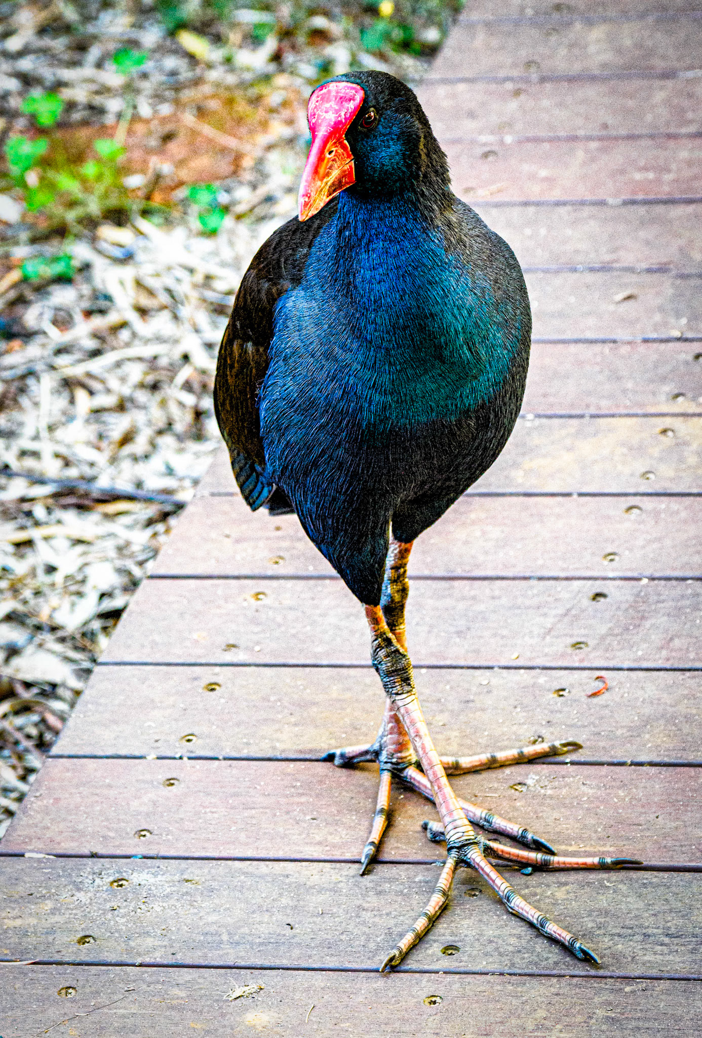 A Friendly Waterbird