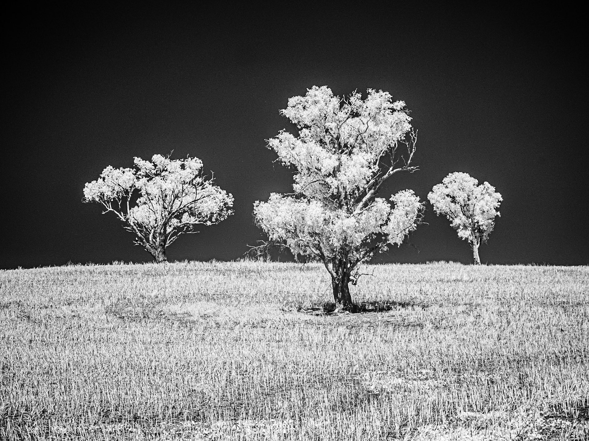 Country Road near Canowindra