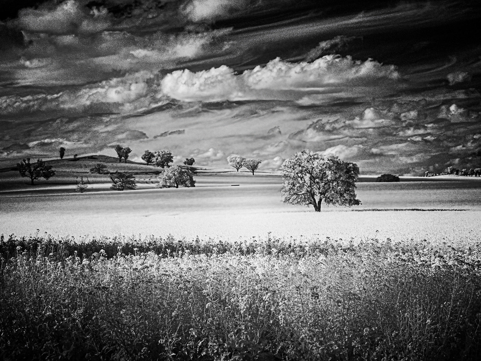 Canola Filed near Canowindra
