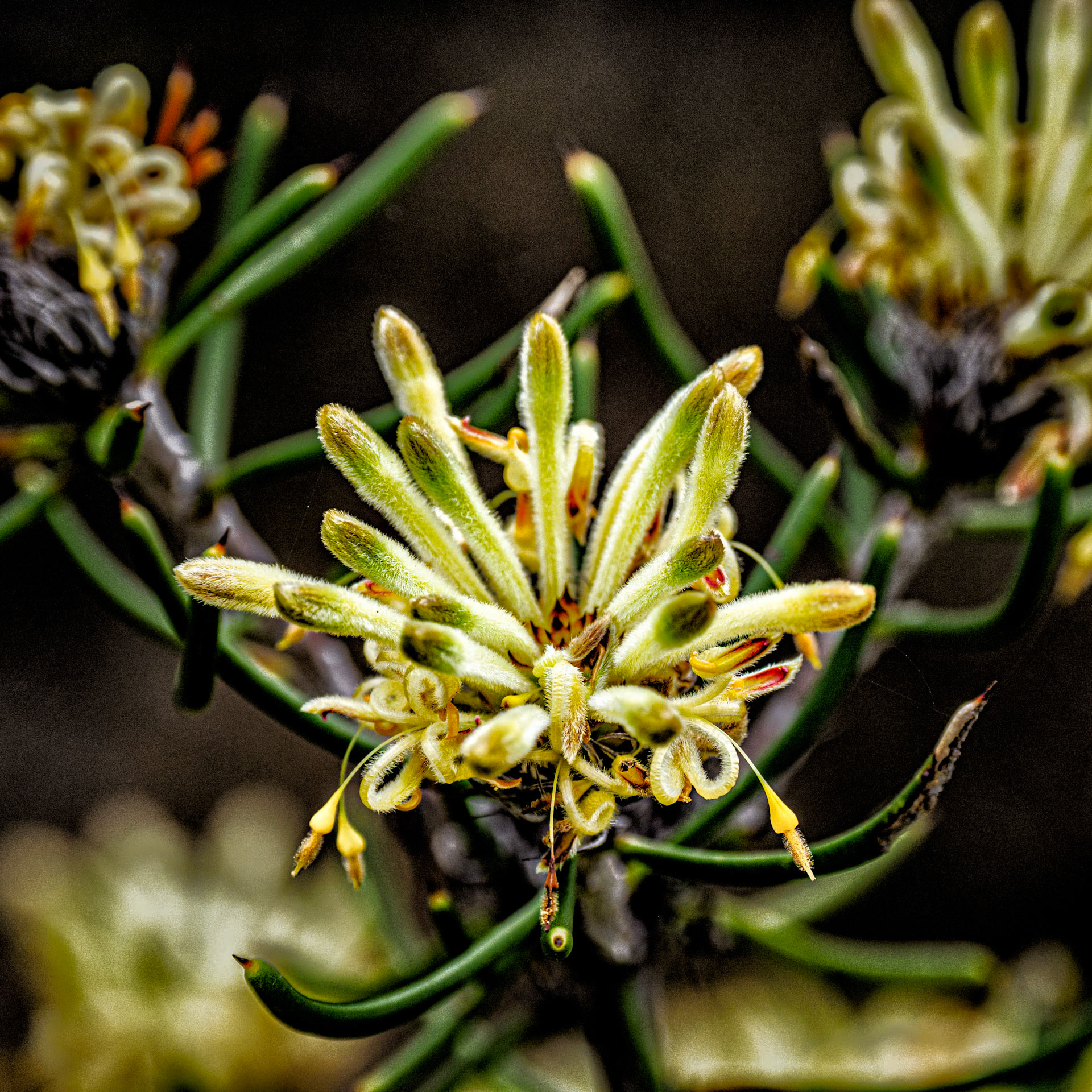 A Complex Flower