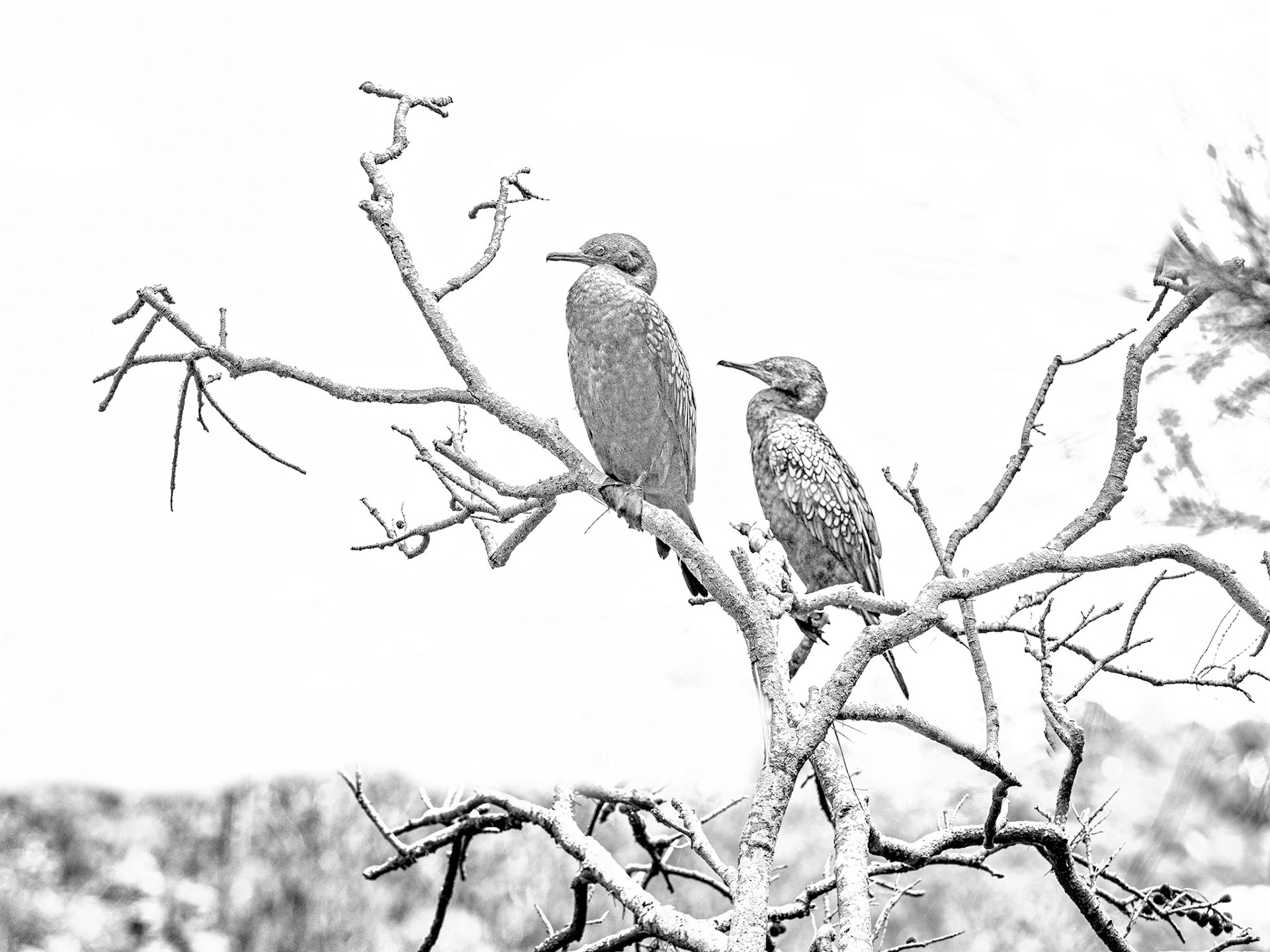 A Couple of Comorants