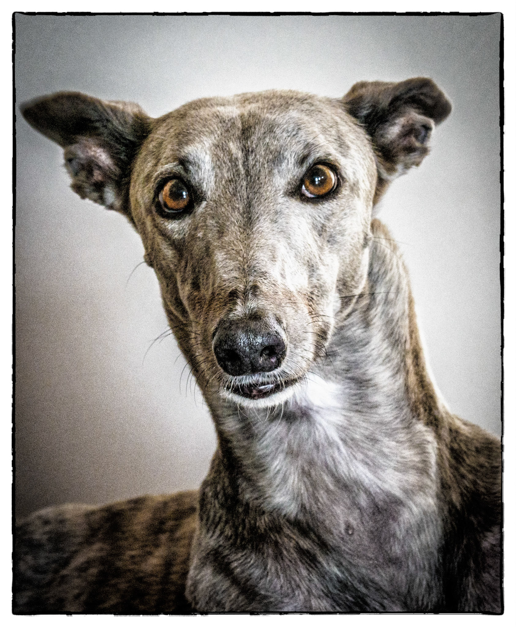 Greyhound Rescue