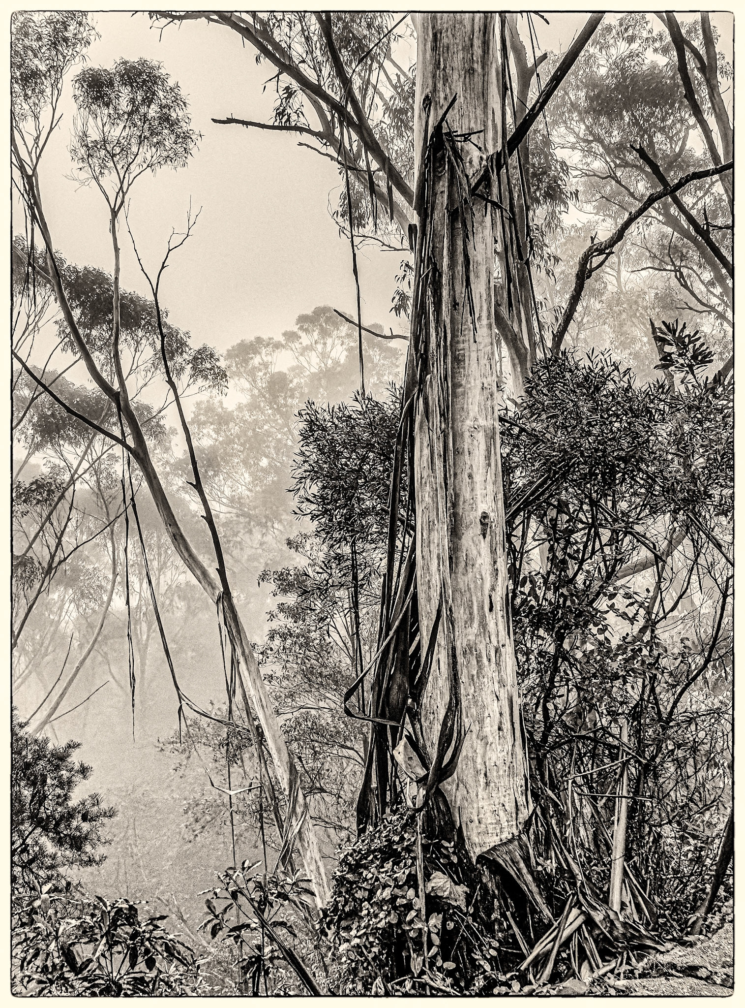 Trees in the Mist