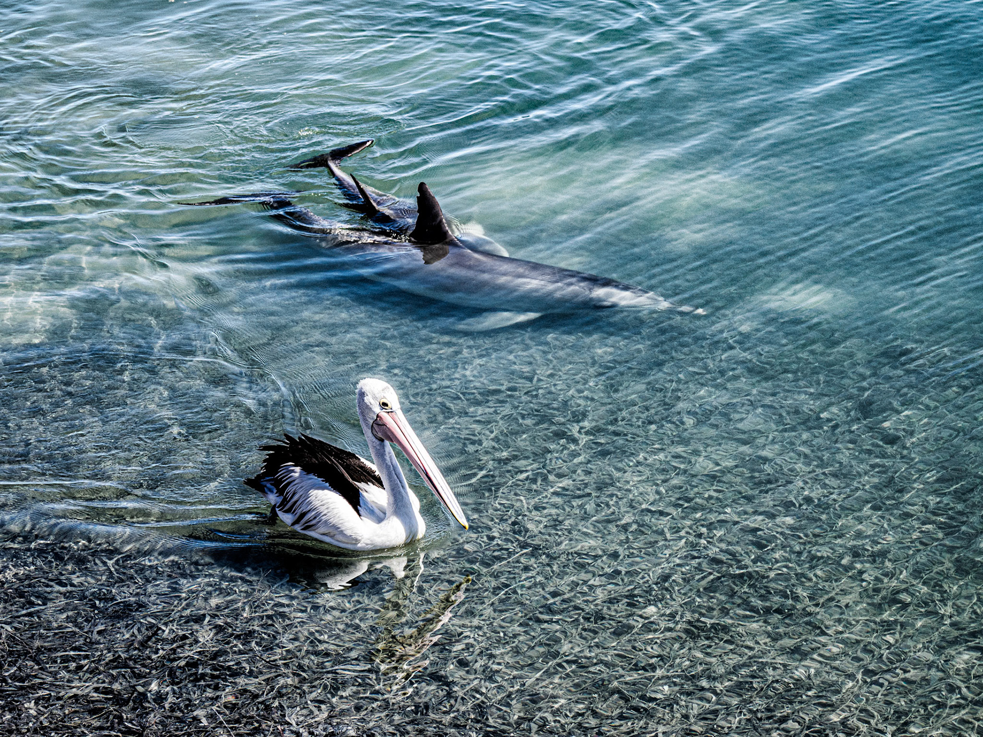 Mother and Baby Dolphin with a Watchful Pelican