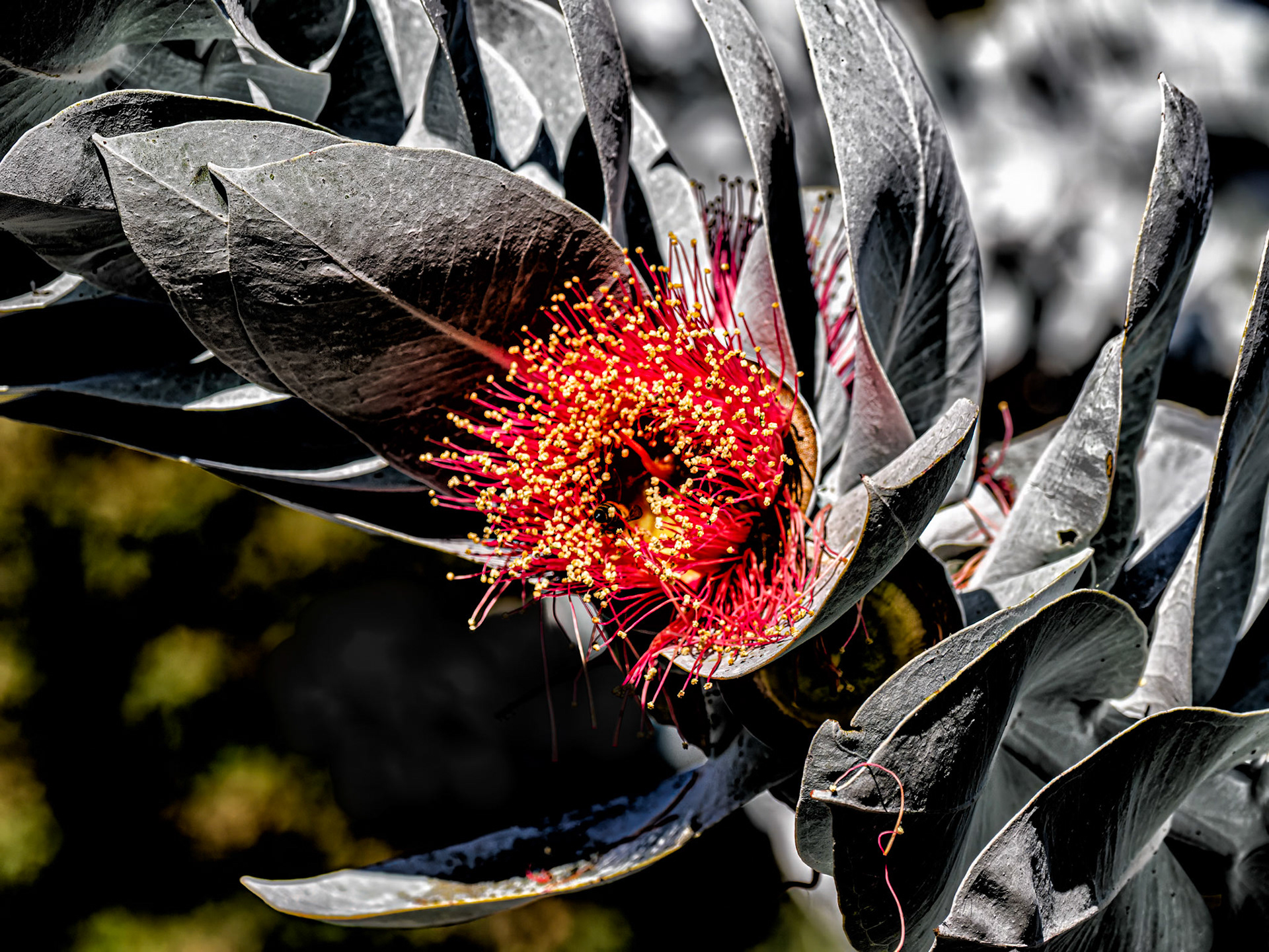 Kings Park, #2