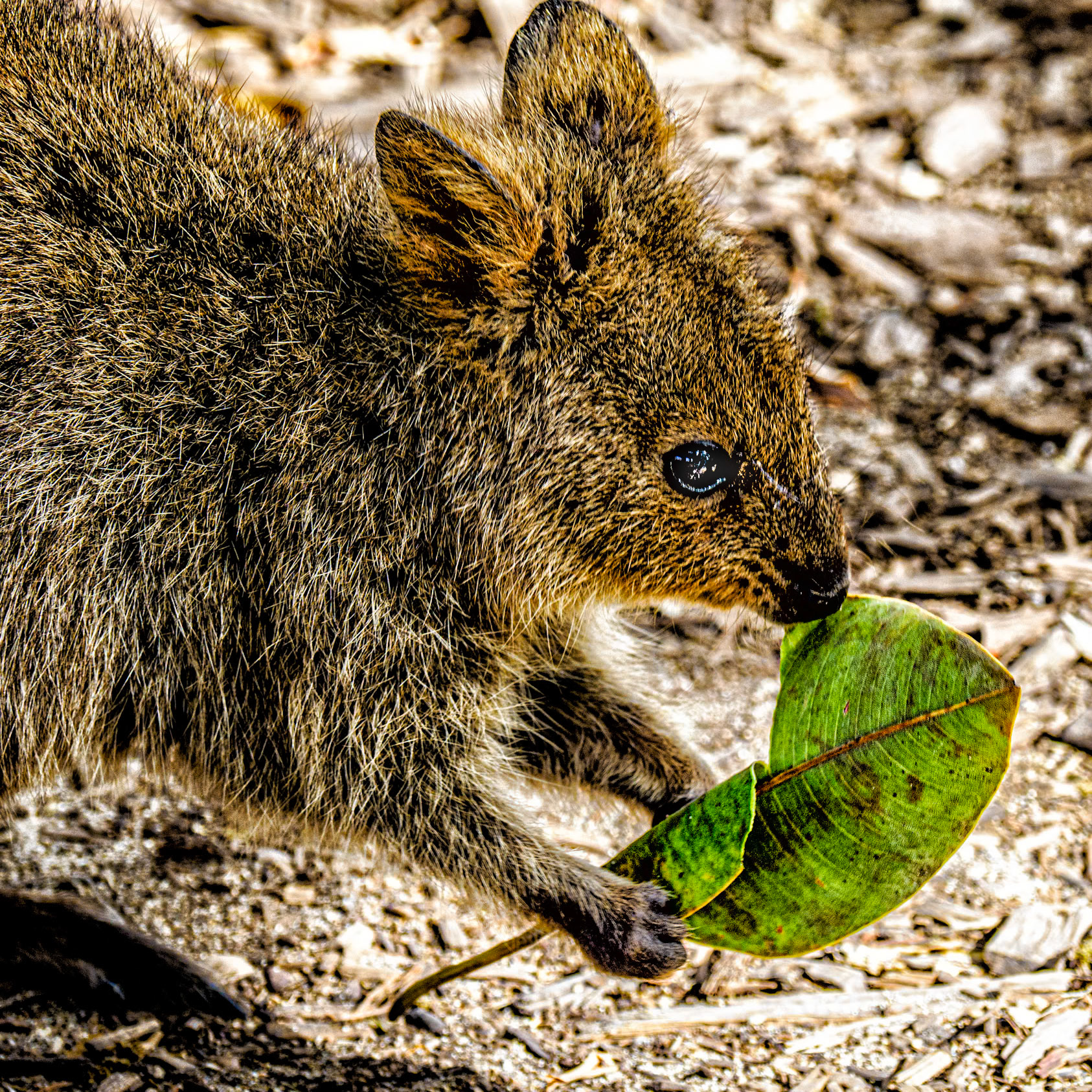 Quokka's Lunch