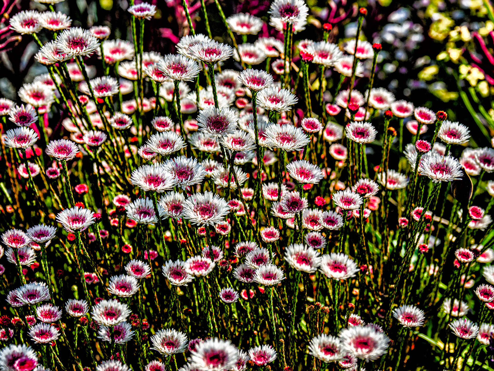 A Bucketful of Daisies