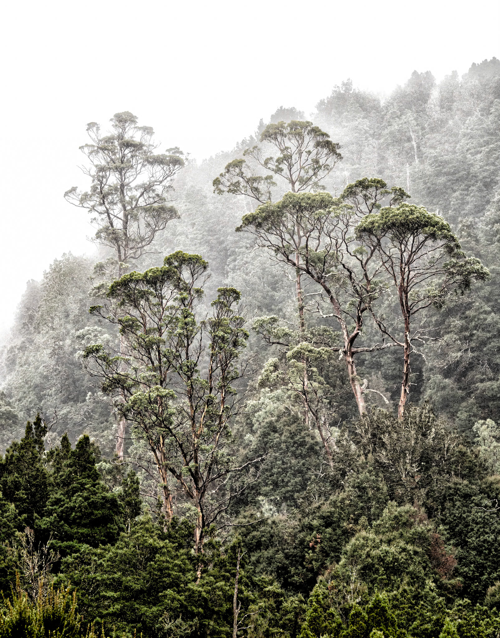 Misty Trees, Tasmania