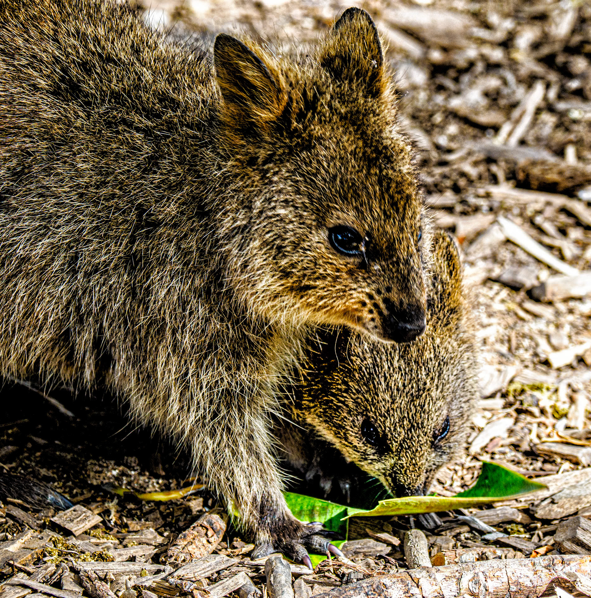 Mother and Baby Quokka